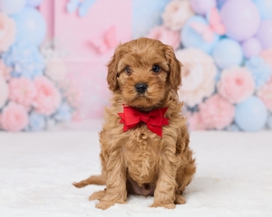 Liam Cavapoo Puppy 